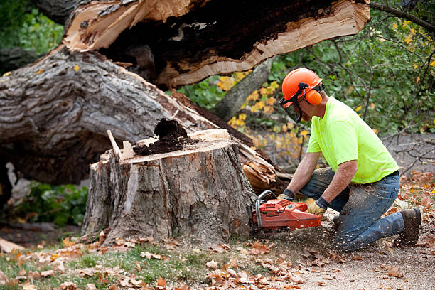 Reliable Lonsdale, MN Tree Removal Solutions